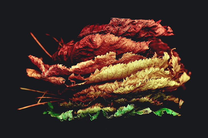 leaves, colorful, still life, autumn, foliage, stacked, wool