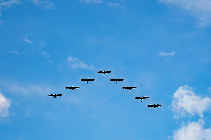 animal, birds, clouds, flock, flying, formation, silhouette