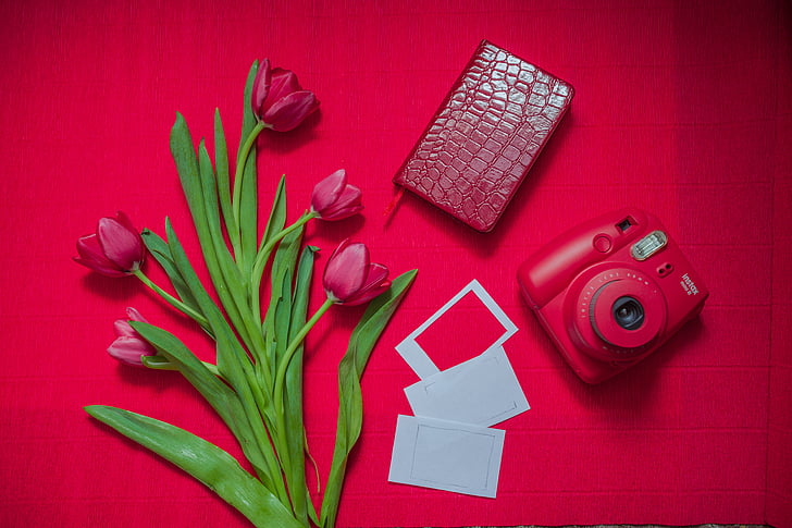 Tulip, Polaroid, kort