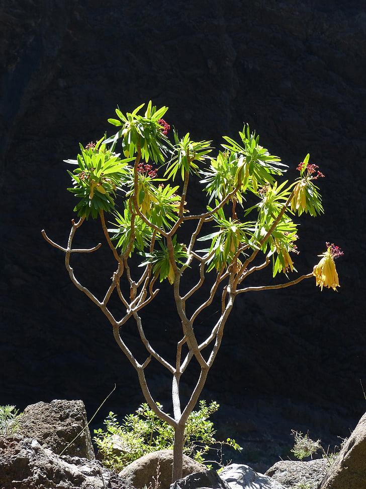euphorbe ésule, Euphorbia atropurpurea, lumière de retour, inflorescences, Bush, plante, fleurs