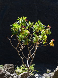 euphorbe ésule, Euphorbia atropurpurea, lumière de retour, inflorescences, Bush, plante, fleurs