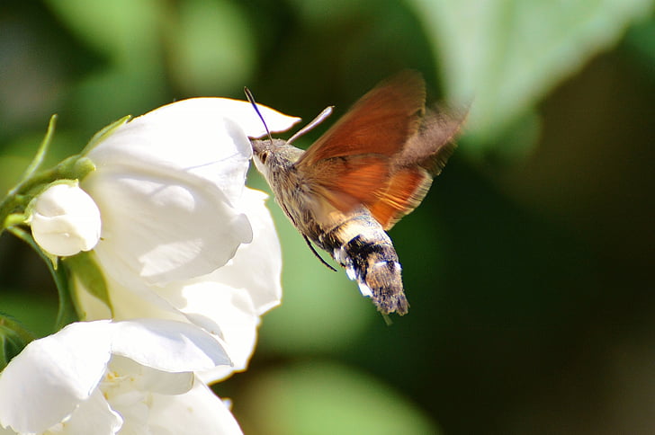Hummingbird hawk moth, perhonen, Koi, hyönteinen, siipi, lentää