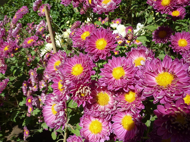 flowers, crisanthamus, floral, plants, natural, blossom, bloom