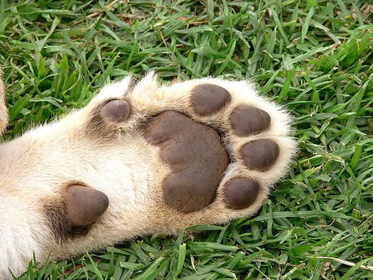 Leeuw, Cub, voet, pads, paw, kat, grote kat