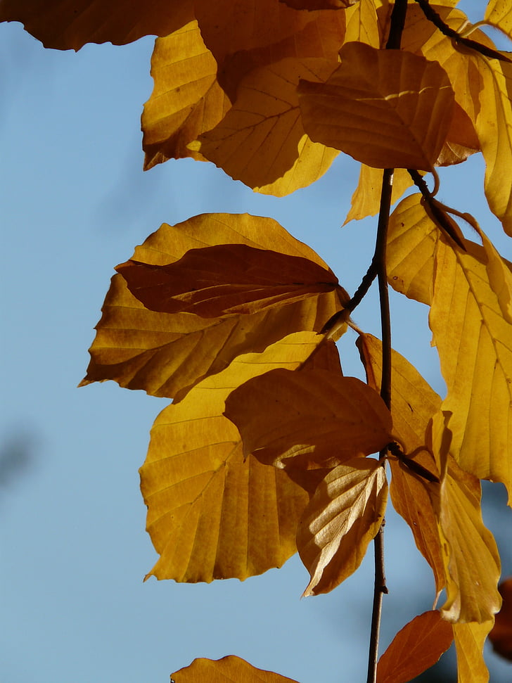 Bukas, Fagus sylvatica, Fagus, lapuočių medžių, Auksinis ruduo, Auksinis spalio, rudenį