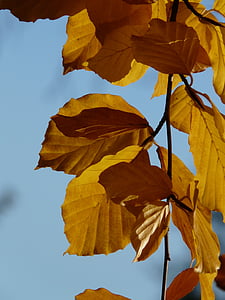 бук, Fagus sylvatica, Fagus, широколистни дървета, златна есен, Златен октомври, Есен