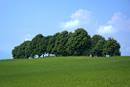 trees, group, nature, mood, grove of trees, meadow, field