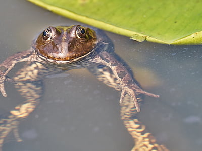 ếch, Ao, màu xanh lá cây, con cóc, nước, water lily, ếch marsh