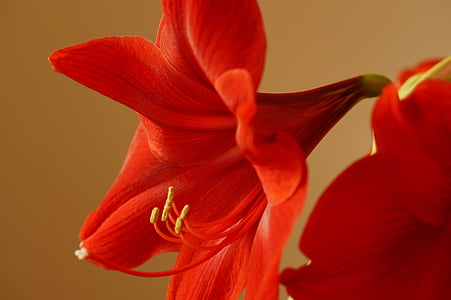 Amaryllis, planta Amaryllis, flor, flor, flor, vermell, flors