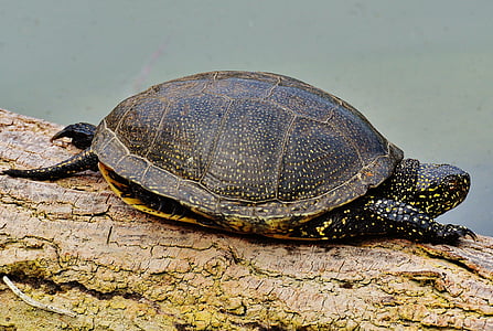 sköldpadda, djur, reptil, långsamt, naturen, vatten, vatten sköldpadda