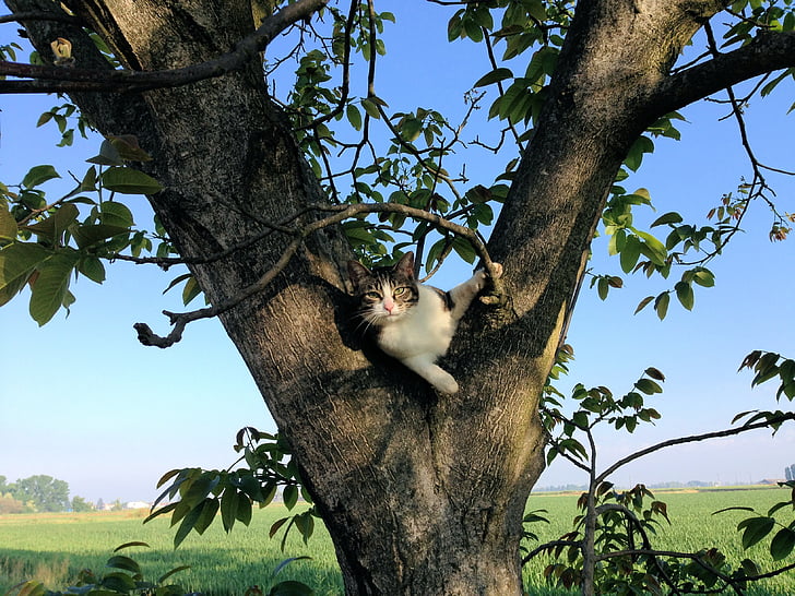 cat, tree, campaign, climbing, feline, one animal, animal wildlife