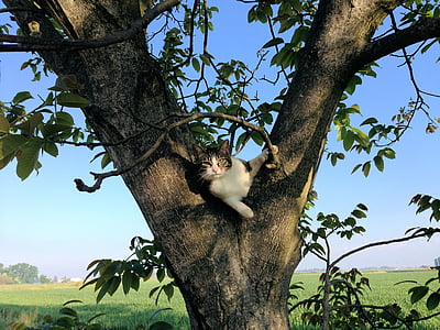 kedi, ağaç, Kampanya, tırmanma, kedi, bir hayvan, hayvan yaban hayatı