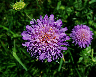 modrikasto vijolična roža travnik, cvetoči, narave