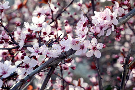 cherry, flower, nature, spring, blossom, white, branch