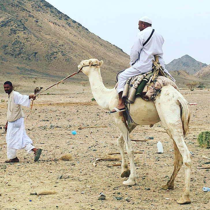 Camel, Herder, Mountain, öken