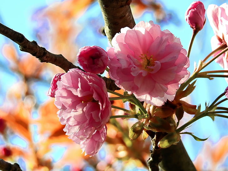 flor, flor, arbre, primavera, natura, cirera japonesa, flor