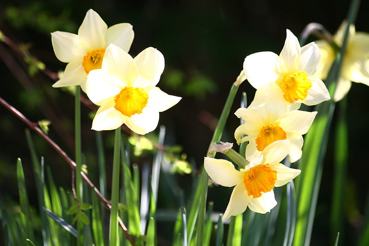 Lys de la Pentecôte, jonquilles, Pâques, ampoules, fleurs, Narcisse, fleurs de printemps