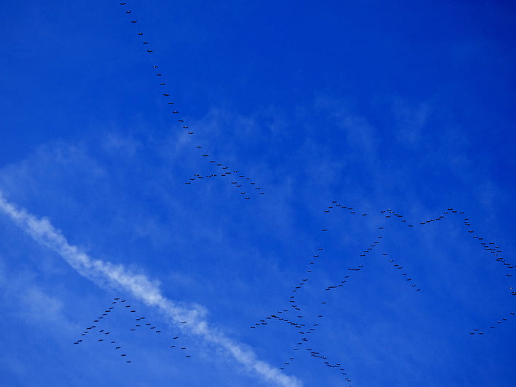 міграції, перелітних птахів, Птахи, Синє небо