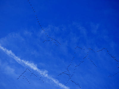migration, migratory birds, birds, blue sky