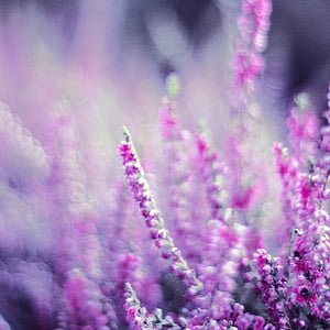 Heather, brezos, violeta, flores, floreciente, jardín, naturaleza