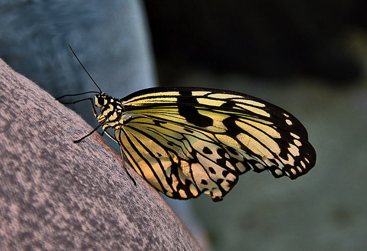 sommerfugl, gul sort, Butterfly house