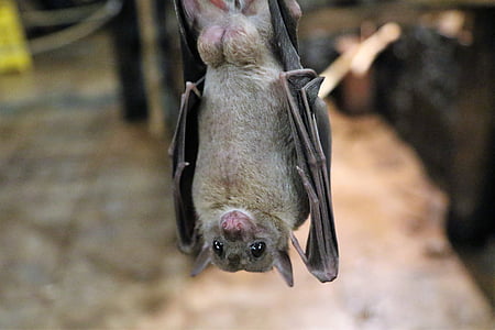fruit bat, bat, fruit, flying, wildlife, animal, mammal