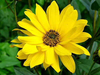 arnica, blossom, bloom, yellow, flower, medicinal plant, close