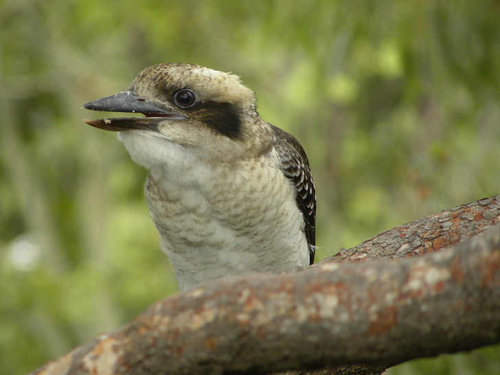 riendo kookaburra, flora y fauna, aves, Australia, naturaleza, Kookaburra, animal