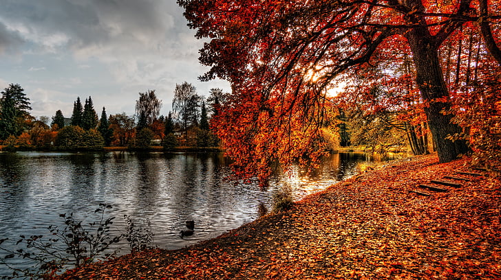 musim gugur, daun musim gugur, cabang, warna, Fajar, Siang hari, lingkungan