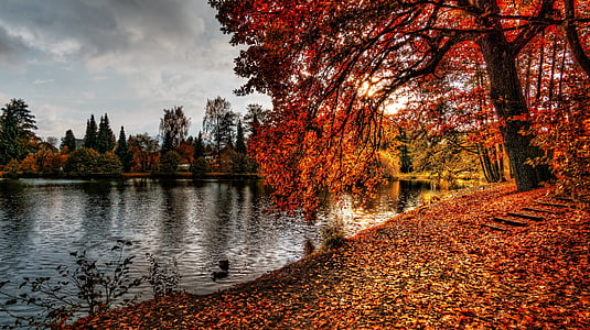 otoño, hojas de otoño, rama, Color, amanecer, luz del día, medio ambiente