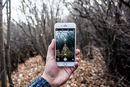 personne, Holding, iPhone, en tenant, photo, arbre, en journée