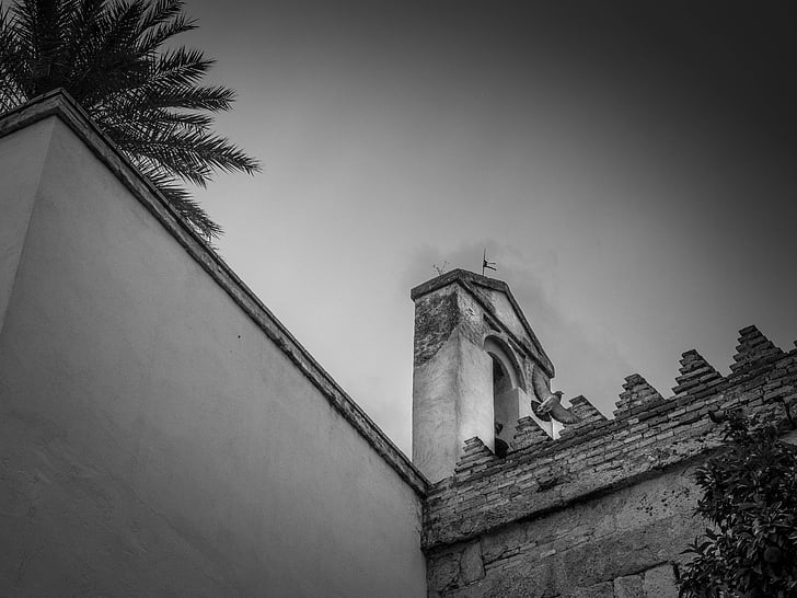 Torre, Paloma, palmeira, crenellate, nublado, aves, preto e branco