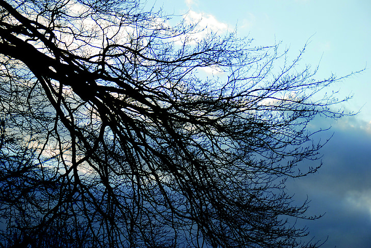 copac, nori, cer, natura, albastru, în aer liber, iarna
