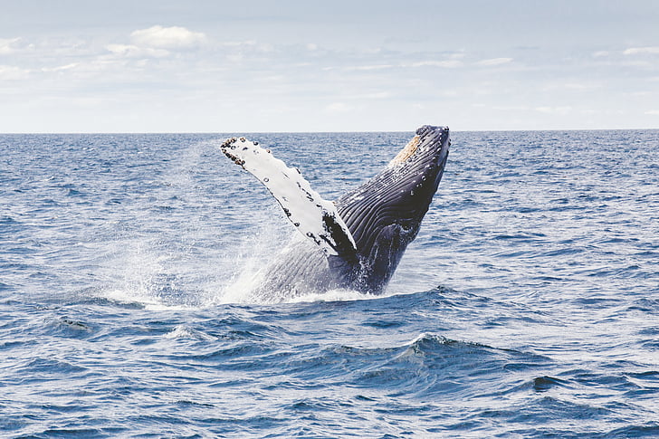 negre, espermatozoides, balena, emergents, frontal, oceà, superfície