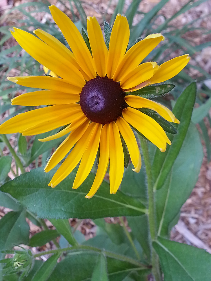 Black-Eyed susan, Rudbeckia, amarillo, flor, flores, verde, crecer