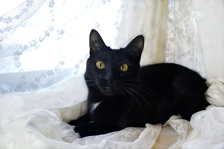 котка, Черно, домашен любимец, Черно и бяло