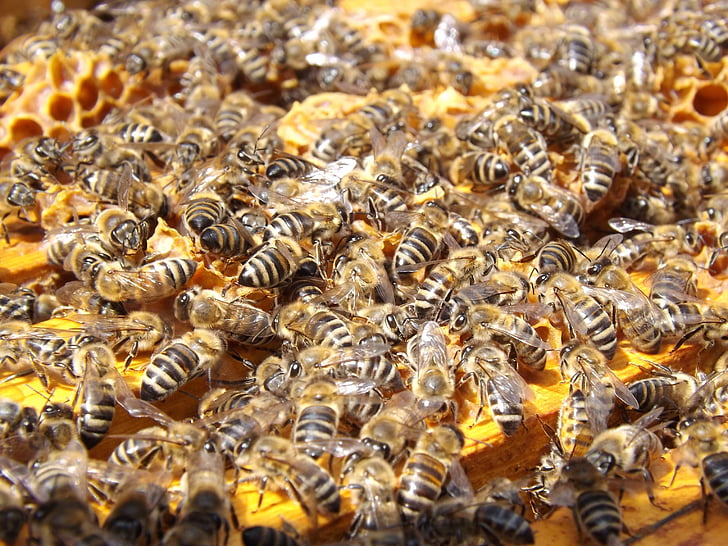 abeilles, ruche, apiculture, miel, occupé, abeilles, grand groupe d’animaux