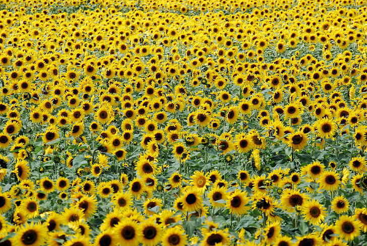 слънчогледи, цветя, поле, жълто, лято, Селско стопанство, изрязване