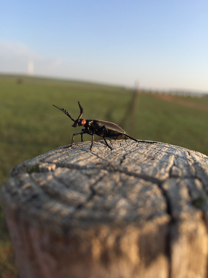 insectă, Prairie, lemn