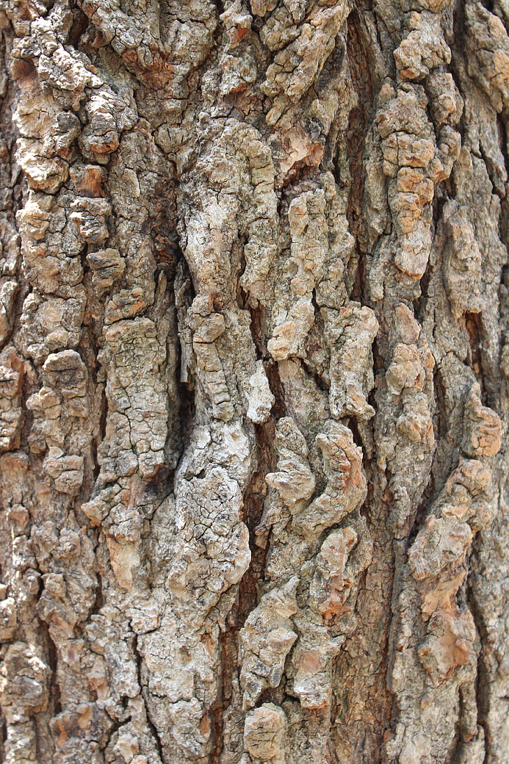 bark, tree, tree bark, wood, texture, trunk, nature