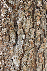 corteza, árbol, corteza de árbol, madera, textura, tronco, naturaleza