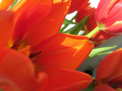 tulipaner, blomst, anlegget, natur, Tulip, gul, petal