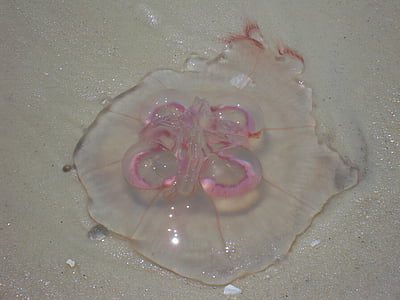 медузи, Ушата медуза, животните, Aurelia aurita, природата, морски, дива природа