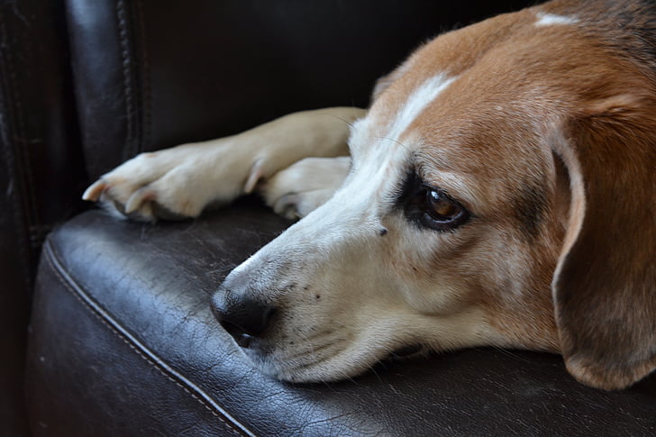 Beagle, köpek, üzgün köpek, evde beslenen hayvan, köpek, hayvan, Aile içi