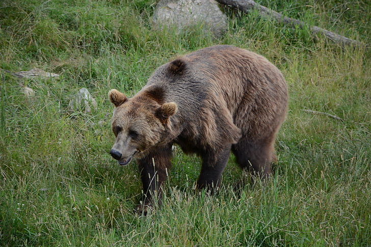 Niedźwiedź, Latem, Borås zoo