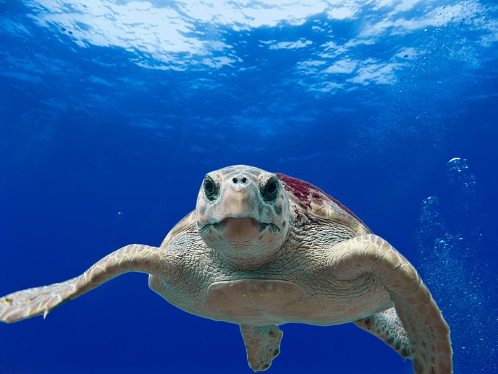 Unechte Karettschildkröte, Meer, Ozean, Wasser, Unterwasser, Reptil, Schwimmen