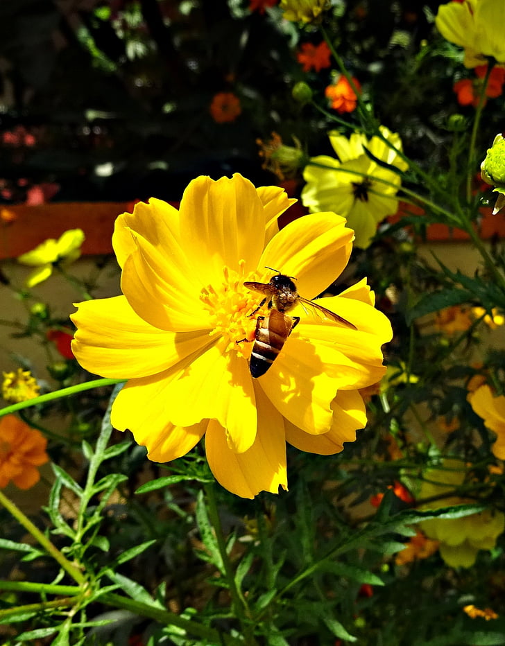 flower, cosmos, cosmos sulphureus, bee, honey-bee, honey bee, flora
