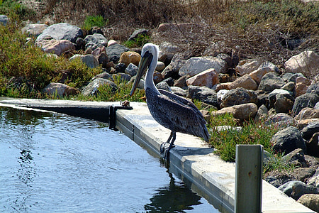 pelican, bird, water, nature, wildlife, animal, wild