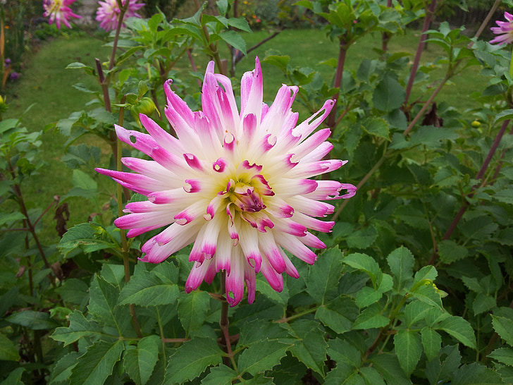 květ, závod, Příroda, růžový květ, květ, Bloom