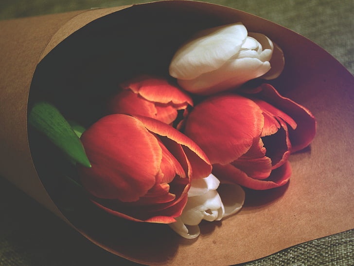 Crveni, ruža, cvijeće, bijeli